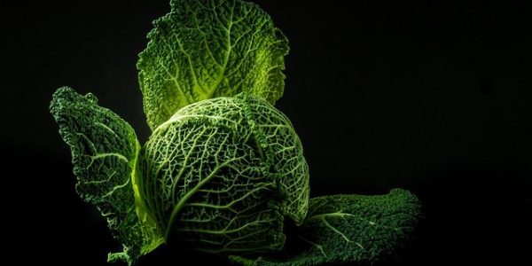 dieta kapuściana efekty